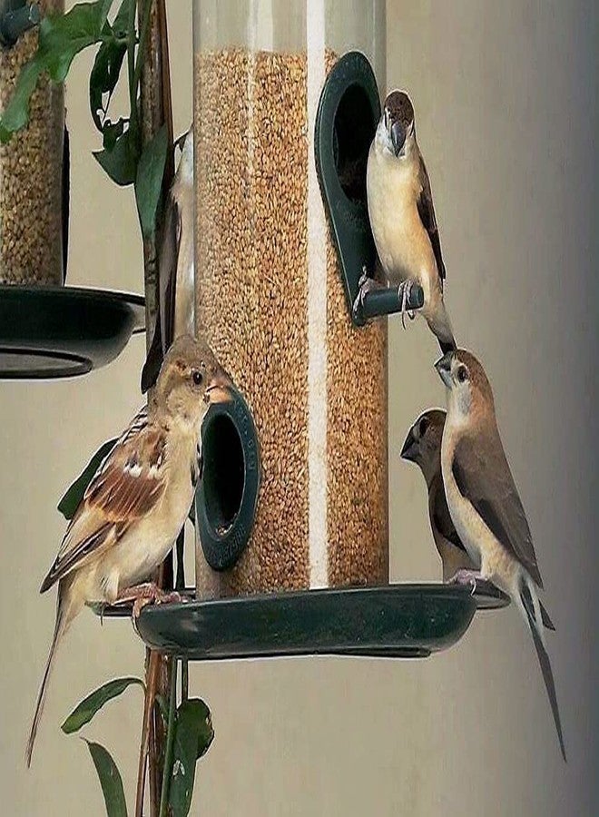 TRADESK Anky Kangni Seeds Bird Food High-Fiber Balanced Nutritious Daily Diet for All Bird Types 1KG - Image 3